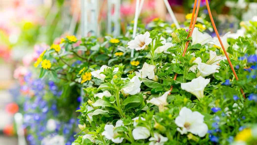 Best Coach Holidays for Gardens and Summer Sightseeing